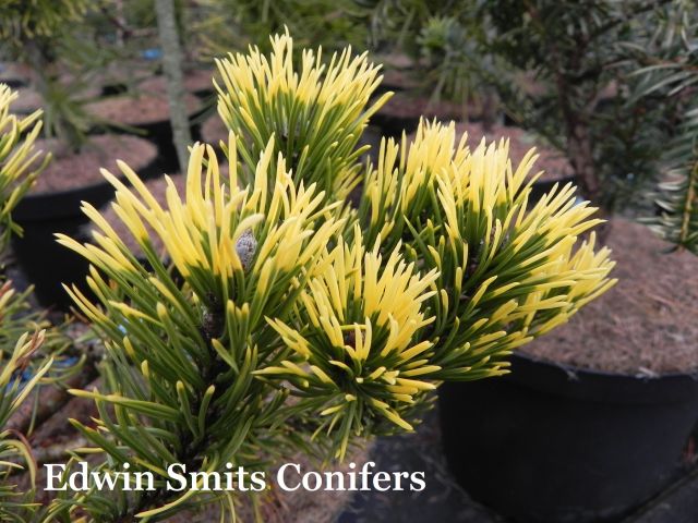 Pinus mugo 'Golden Flash'